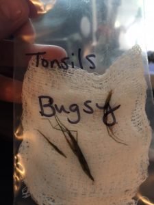 foxtails removed from dog's throat