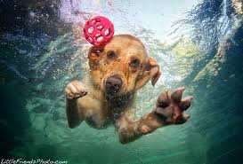 dog swimming