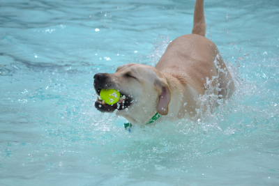 Lab swimming in a pool