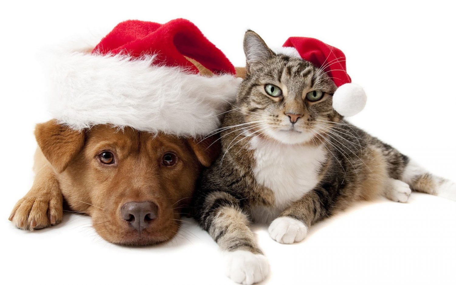 Dog & Cat with Christmas Hats