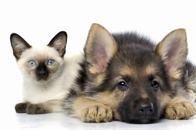 cat & dog resting