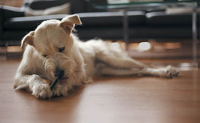 are pig ears better for a soft coated wheaten terrier than rawhide ears