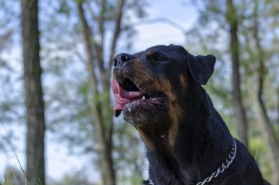 Dog with allergies