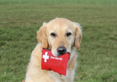 Dog with First Aid Kit