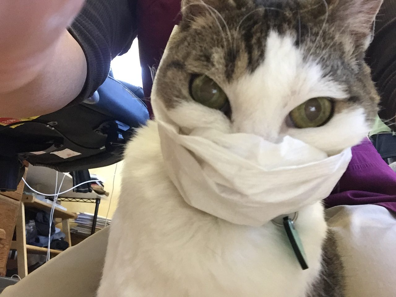 Our Mascot & boss, Max, is on daily mask patrol!