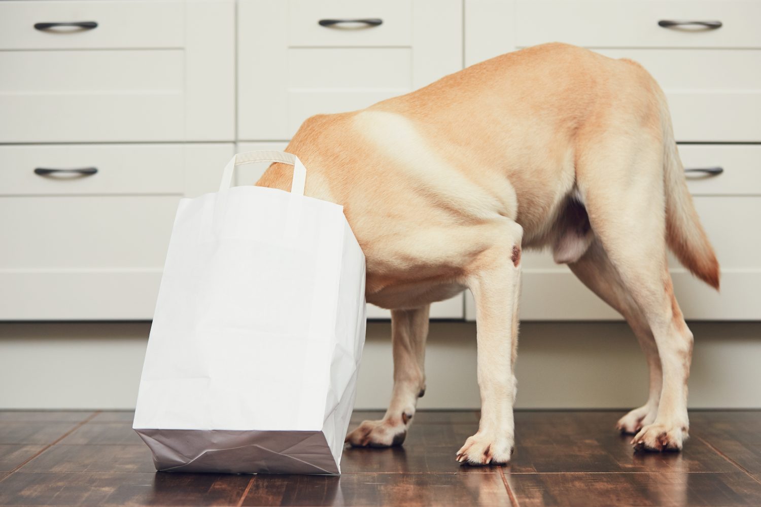 Naughty dog in groceries