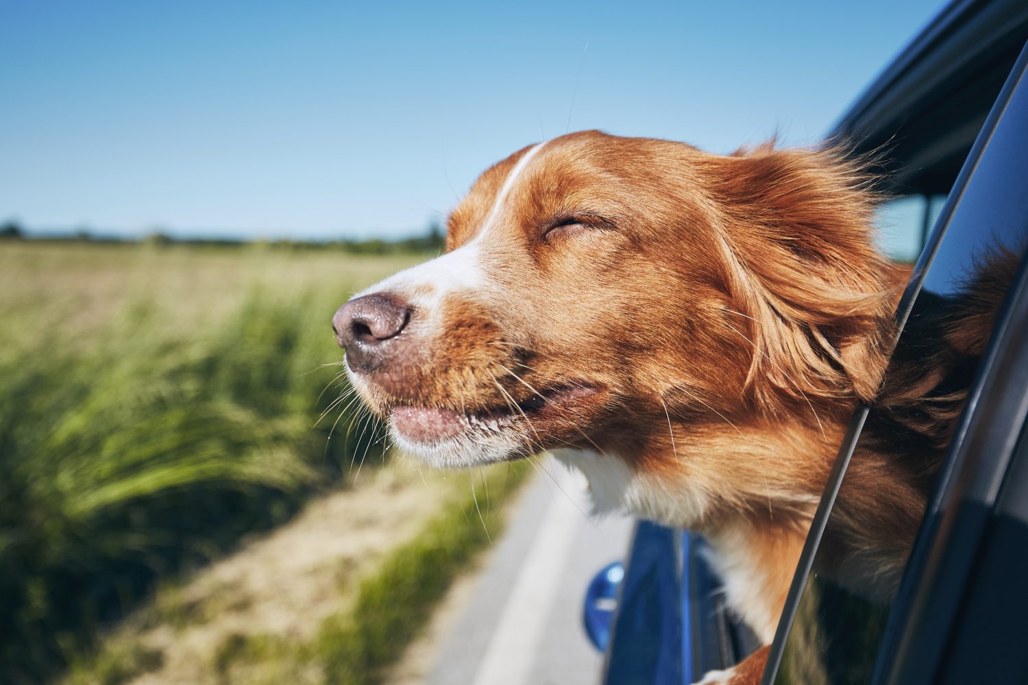 Road Trip with Dog