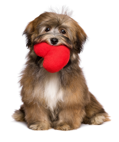 A dog with a heart-shaped stuffy