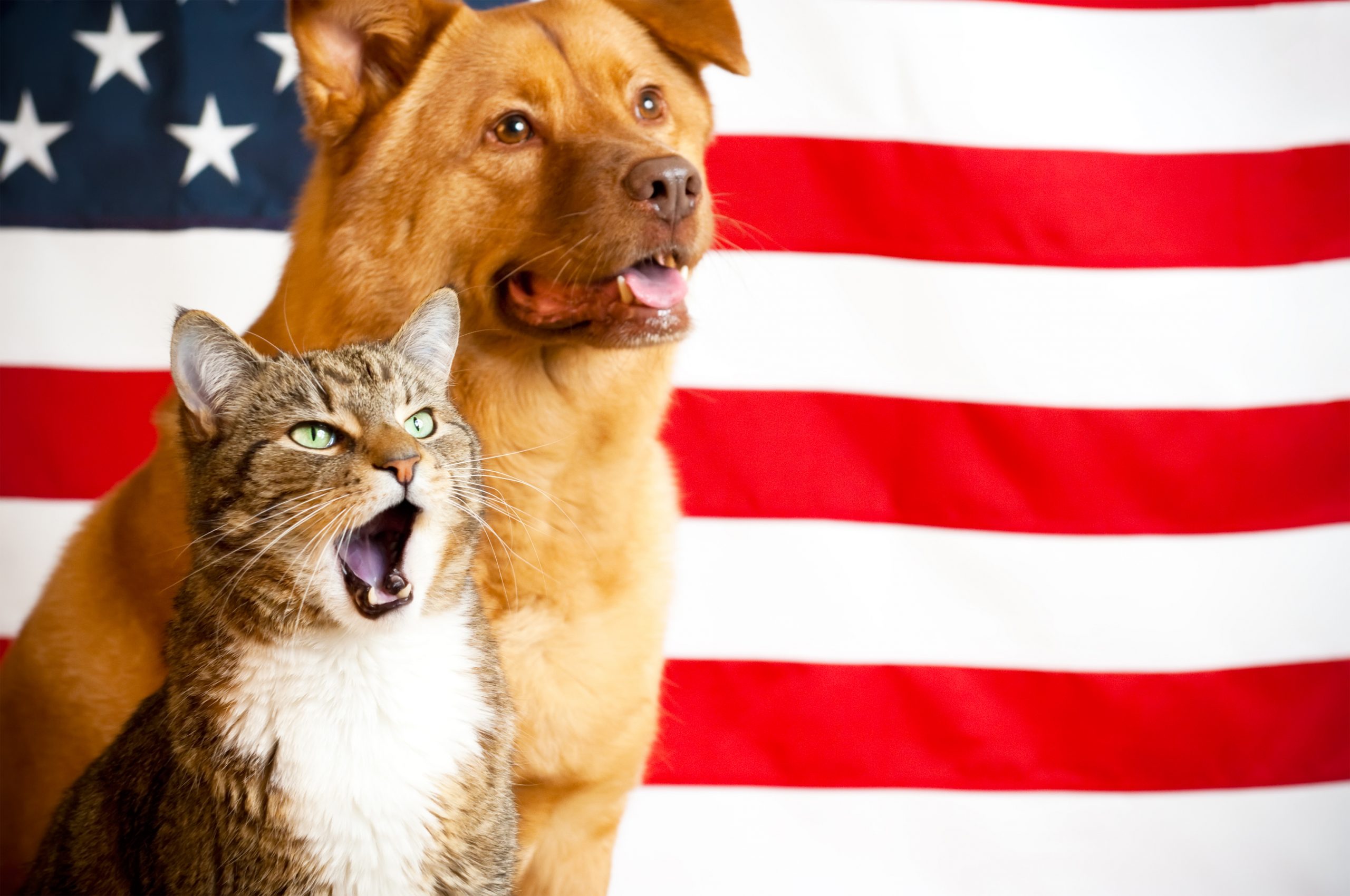 cat and dog with US flag Felton Veterinary Hospital Felton