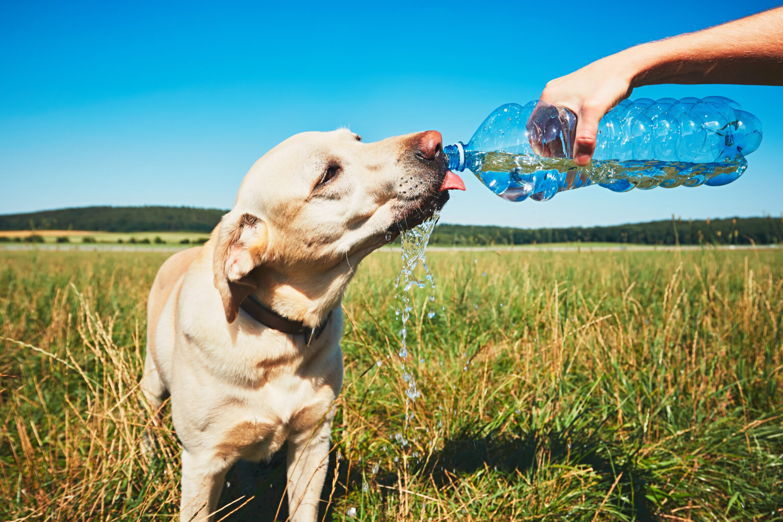 It’s Crystal Clear Dehydration and Water for Pets Felton Veterinary