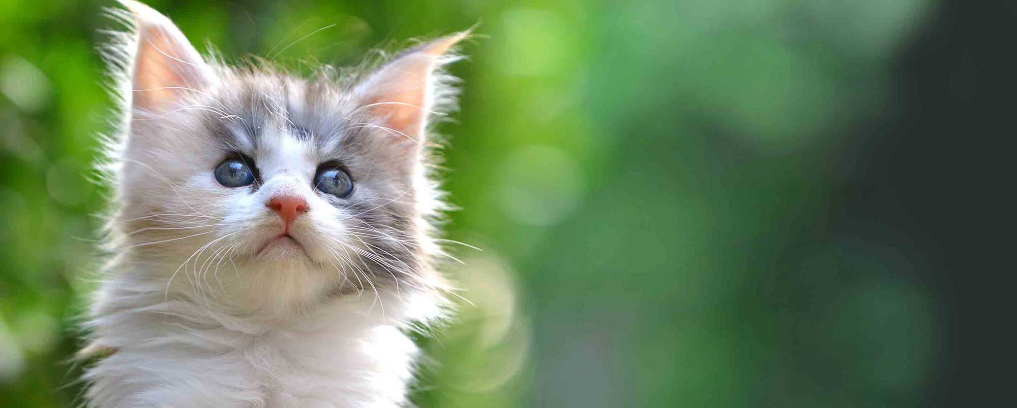 Cuttest Fluffy Gray Kitten with Blue Eyes