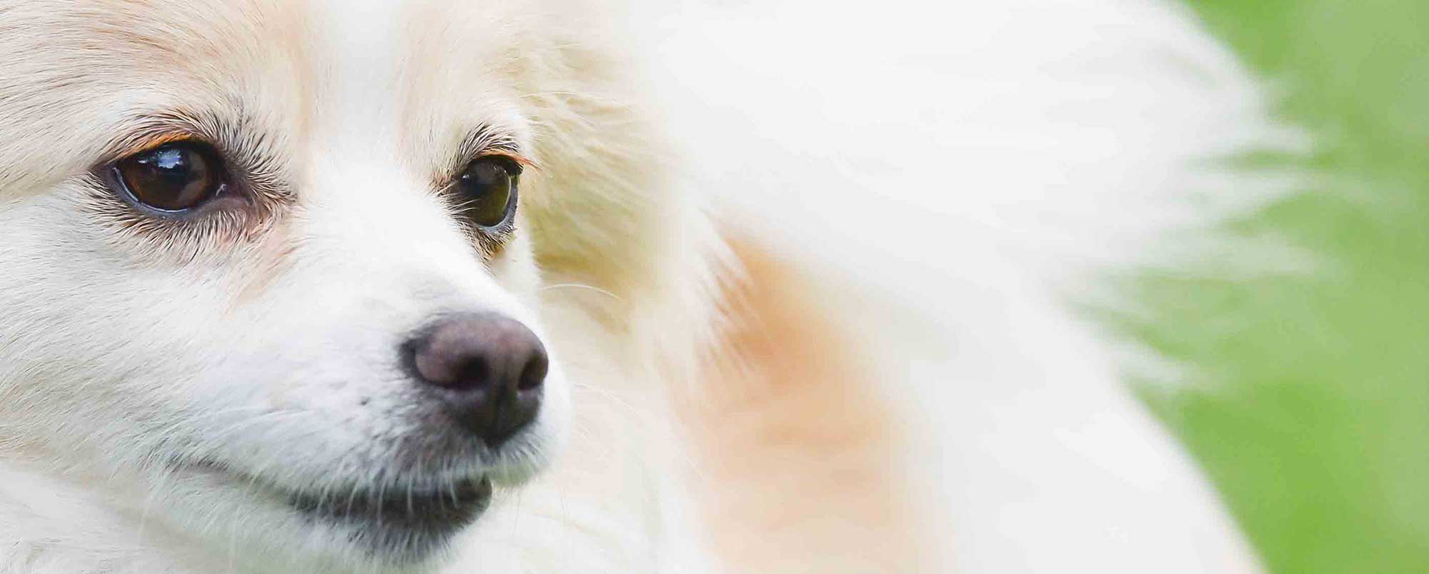 Hospital Forms Felton Veterinary Hospital