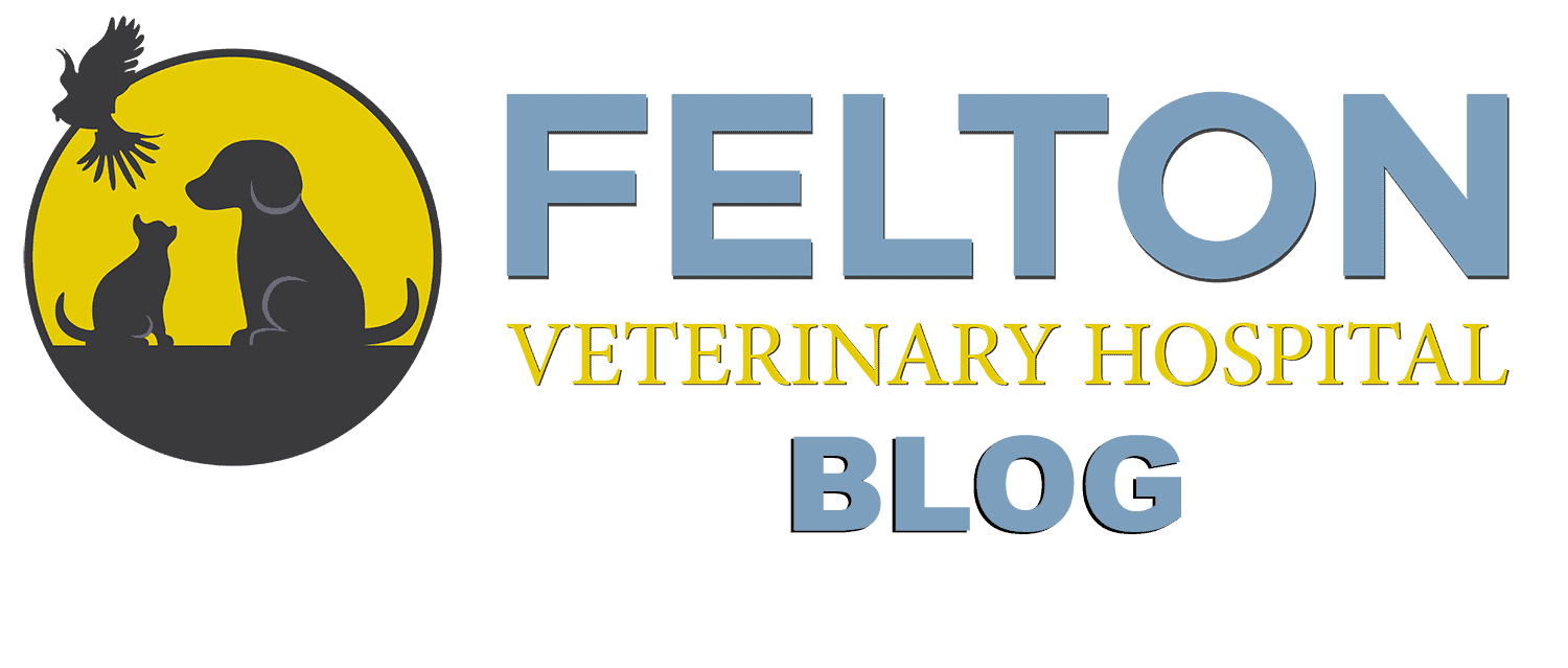 The Mystery of Feline Pancreatitis Felton Veterinary Hospital