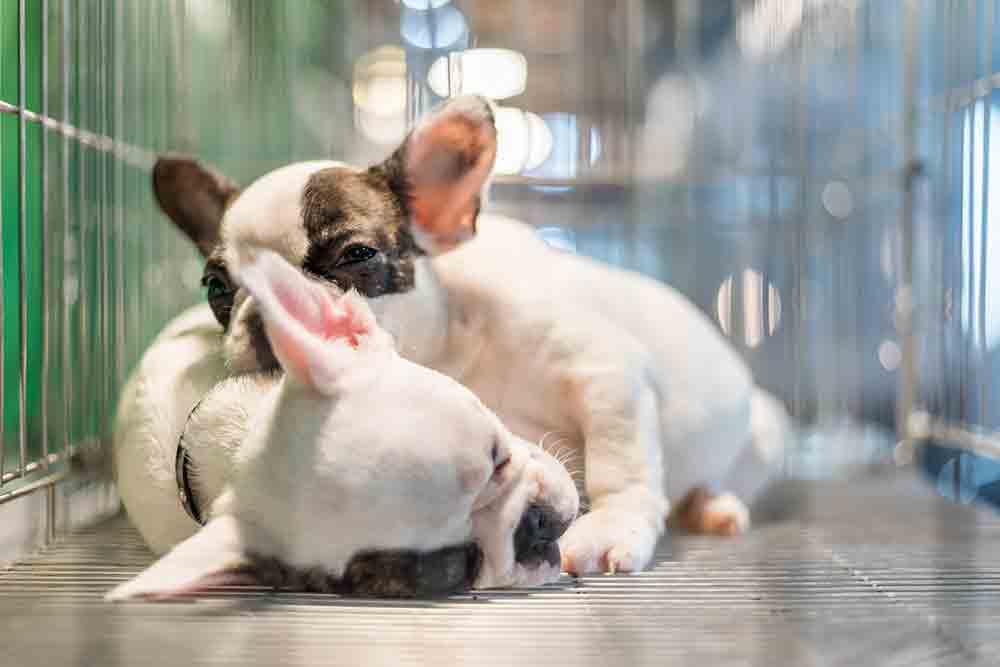 Puppy wait in dog cage in pet shop